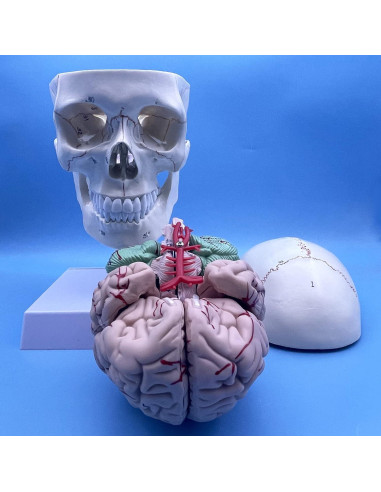 Modelo Anatómico de Cráneo y Cerebro Humano con Vértebras Cervicales