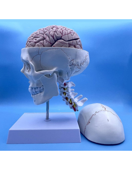 Modelo Anatómico de Cráneo y Cerebro Humano con Vértebras Cervicales Modelo Anatómico de Cráneo y Cerebro Humano con Vértebras Cervicales