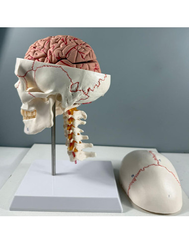 Modelo de Anatomía del Cráneo y Cerebro Humano Haobase 11 Piezas