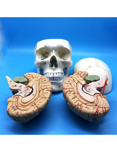 Modelo Anatómico de Cráneo y Cerebro Humano QSMYS 25cm Modelo Anatómico de Cráneo y Cerebro Humano QSMYS 25cm