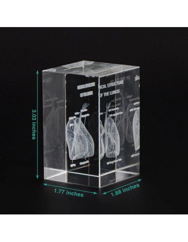 Modelo de Pulmón Humano en Cristal K9 3D Ultrassist 7.69cm