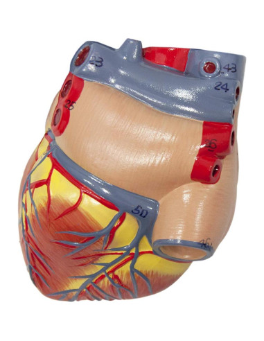 Modelo de Pulmón Humano y Sistema Respiratorio Axis Scientific - 7 Piezas