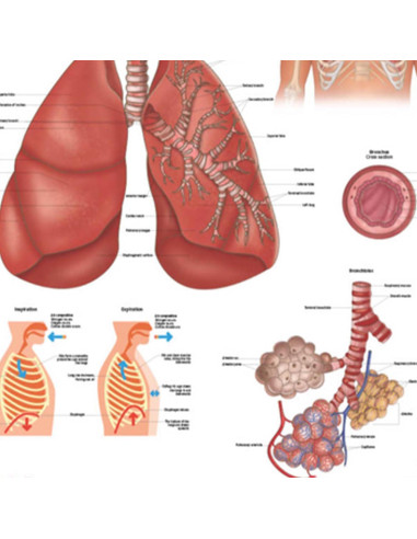 Póster Anatomía Sistema Respiratorio Humano Laminado 43.9x57.2cm
