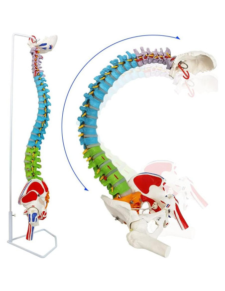 Modelo de Columna Vertebral Humana Flexible 87 cm Nueva Horizonte Modelo de Columna Vertebral Humana Flexible 87 cm Nueva Horizonte