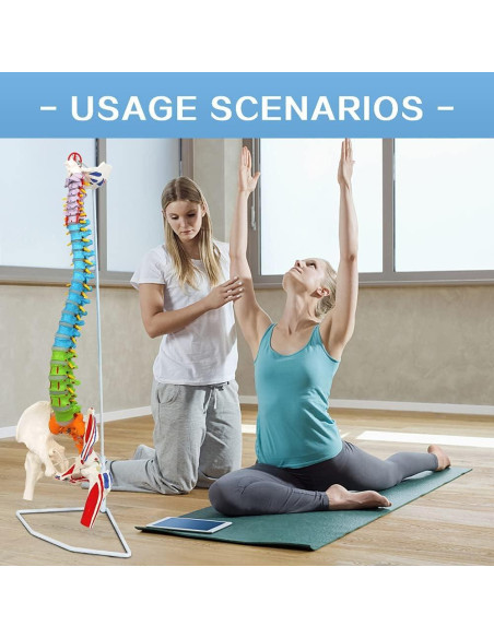 Modelo de Columna Vertebral Humana Flexible 87 cm Nueva Horizonte Modelo de Columna Vertebral Humana Flexible 87 cm Nueva Horizonte