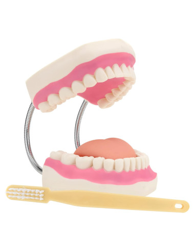 Modelo Dental Gigante LYOU 6x Tamaño Real con Cepillo