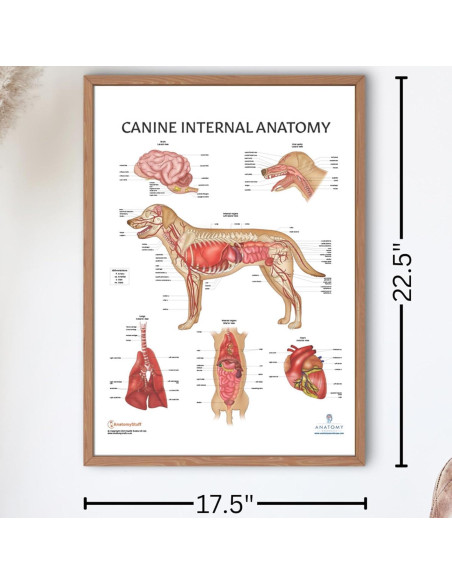 Póster de Anatomía Interna Canina Laminado 43.9x57.2cm Póster de Anatomía Interna Canina Laminado 43.9x57.2cm
