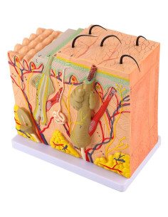 Modelo 3D de Piel Humana Natudeco con 50X de Ampliación 2