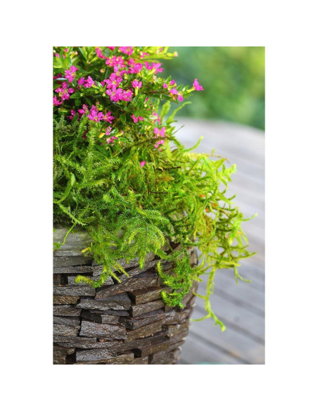 Musgo Conservado SuperMoss 227g para Decoración y Jardinería Musgo Conservado SuperMoss 227g para Decoración y Jardinería