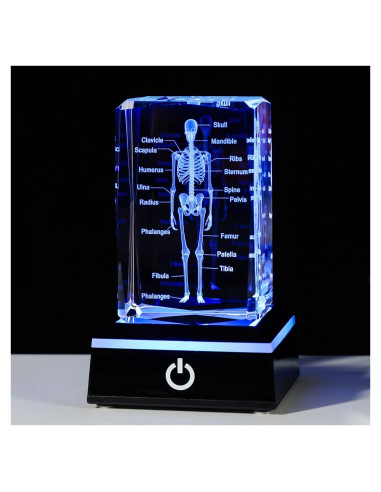 Modelo 3D de Anatomía Humana Movdyka con Base LED Colorida