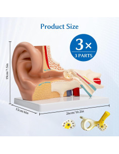 Modelo Anatómico de Oído Humano SFXYJ 3X Ampliado PVC 2