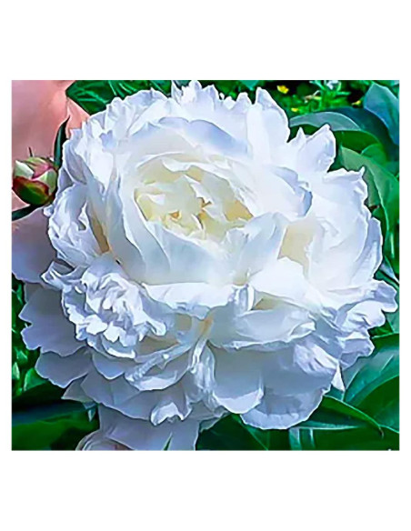 Bulbos de Peonía Doble Blanca Duchess De Nemours - Raíz Desnuda 3-5 Ojos Bulbos de Peonía Doble Blanca Duchess De Nemours - Raíz Desnuda 3-5 Ojos