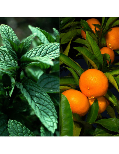Loción Sólida Natural Seattle Sundries 2x 32.5g Menta Naranja