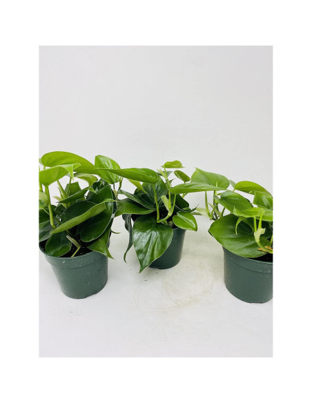Planta Corazón Philodendron cordatum - 3 unidades en macetas 10 cm Planta Corazón Philodendron cordatum - 3 unidades en macetas 10 cm