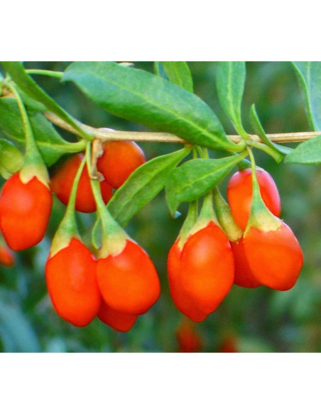 Polvo de Baya de Goji Orgánico Food to Live 907g Vegano Polvo de Baya de Goji Orgánico Food to Live 907g Vegano