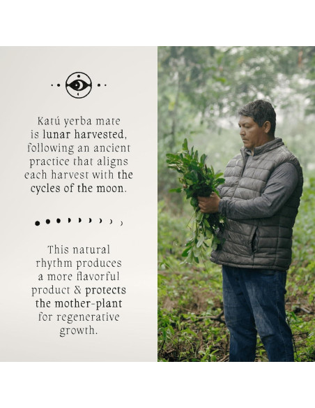 Té de Yerba Mate Crudo Orgánico Premium Katú Ka'a - 15 Bolsitas Té de Yerba Mate Crudo Orgánico Premium Katú Ka'a - 15 Bolsitas