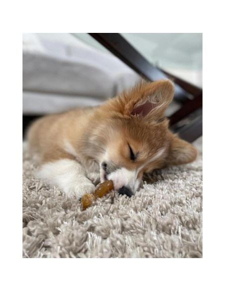 Juguete de Masticar Nylabone para Cachorros Sabor Pollo Juguete de Masticar Nylabone para Cachorros Sabor Pollo