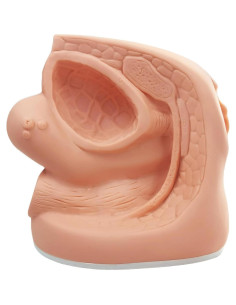 Modelo de Cateterismo Femenino MediTrainer 22.5x15.5 cm 2
