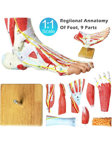 Modelo Anatómico Pie Humano Grande 9 Partes PVC Detallado