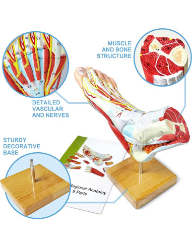 Modelo Anatómico Pie Humano Grande 9 Partes PVC Detallado