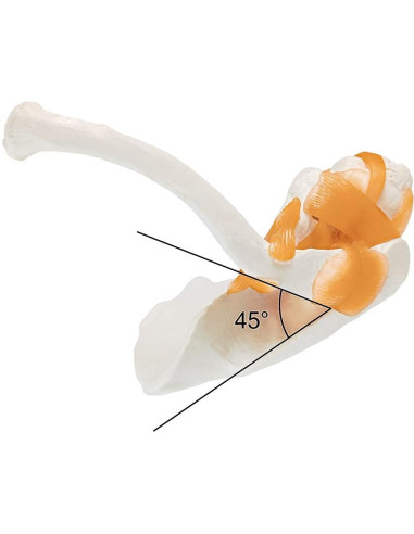 Modelo Anatómico Articulación Hombro Evotech Scientific 1:1