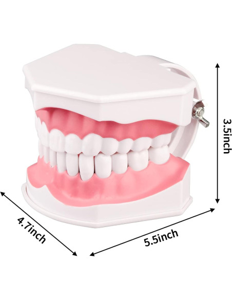 Modelo Dental Ampliado 2X Ultrassist con Cepillo de Dientes Modelo Dental Ampliado 2X Ultrassist con Cepillo de Dientes