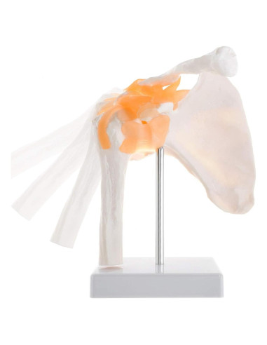 Modelo de Articulación del Hombro BEAMNOVA PVC 16x12x24cm