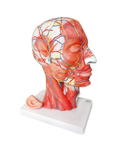 Modelo Neurovascular Superficial Humano EVOTECH 22.8x29.5cm 2