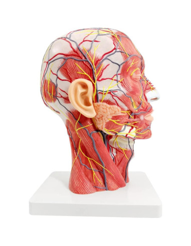 Modelo Neurovascular Superficial Humano EVOTECH 22.8x29.5cm