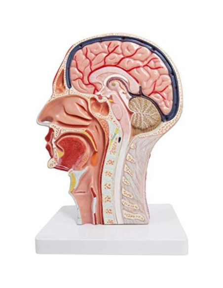 Modelo Neurovascular Superficial Humano EVOTECH 22.8x29.5cm Modelo Neurovascular Superficial Humano EVOTECH 22.8x29.5cm