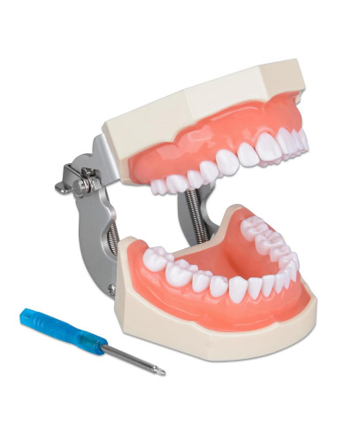 Typodont Dental Ultrassist 28 Dientes Desmontables para Estudiantes