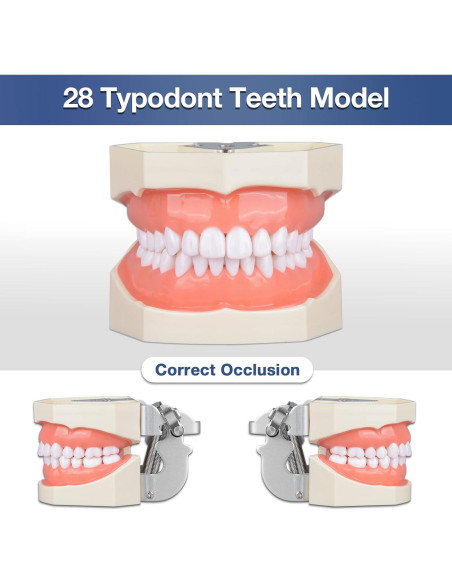 Typodont Dental Ultrassist 28 Dientes Desmontables para Estudiantes Typodont Dental Ultrassist 28 Dientes Desmontables para Estudiantes