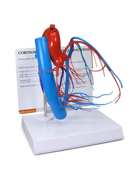 Modelo de Anatomía Cardiovascular GPI Anatomicals 26 cm Modelo de Anatomía Cardiovascular GPI Anatomicals 26 cm