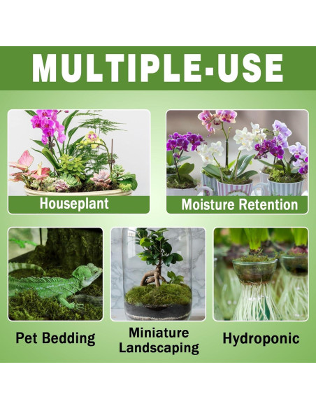 Musgo Sphagnum Premium Zeedix 0.5 KG para Orquídeas y Sustratos Musgo Sphagnum Premium Zeedix 0.5 KG para Orquídeas y Sustratos