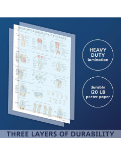 Conjunto de Pósters de Anatomía Palace Learning - 2 Unidades - 45.72x60.96 cm 2
