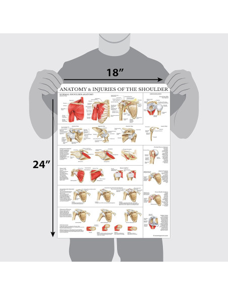 Conjunto de Pósters de Anatomía Palace Learning - 2 Unidades - 45.72x60.96 cm Conjunto de Pósters de Anatomía Palace Learning - 2 Unidades - 45.72x60.96 cm