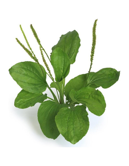 Hojas Secas de Plátano Orgánicas Biokoma 50g - Té Herbal Natural Hojas Secas de Plátano Orgánicas Biokoma 50g - Té Herbal Natural
