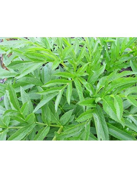 Raíz de Angélica Health Embassy 100g - Té Natural Libre de OGM Raíz de Angélica Health Embassy 100g - Té Natural Libre de OGM