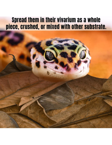 Hoja de Hojarasca SunGrow para Reptiles - 10 Piezas 18-20 cm