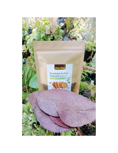Hojas de Almendra India SIAM 50g para Peces Betta y Camarones Hojas de Almendra India SIAM 50g para Peces Betta y Camarones