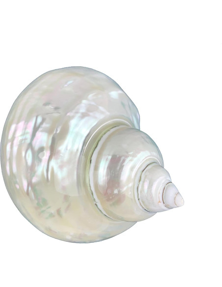 Conchas de mar turbo perladas Worlds 8.9-10.2 cm para manualidades Conchas de mar turbo perladas Worlds 8.9-10.2 cm para manualidades