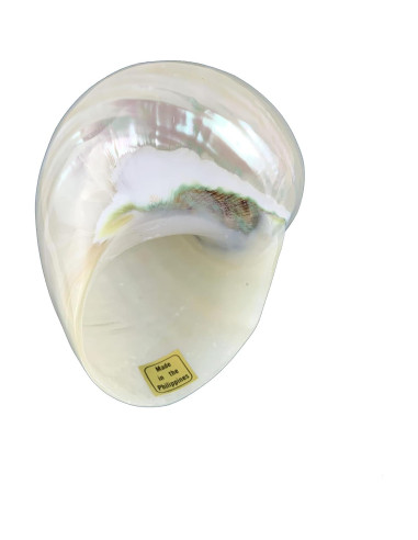 Conchas de mar turbo perladas Worlds 8.9-10.2 cm para manualidades
