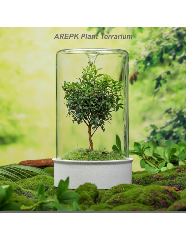 Terrario de Cerámica con Vidrio para Suculentas 24.4 cm