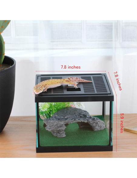 Terrario de Vidrio Crapelles para Arañas y Insectos 19.81x19.81cm Terrario de Vidrio Crapelles para Arañas y Insectos 19.81x19.81cm