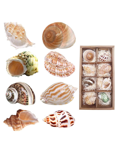 8 Conchas de Cangrejo Ermitaño SINKOO Medianas a Grandes 8 Conchas de Cangrejo Ermitaño SINKOO Medianas a Grandes