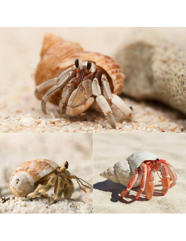 8 Conchas de Cangrejo Ermitaño SINKOO Medianas a Grandes