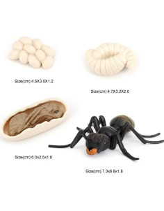 Set Educativo Ciclo de Vida de Hormigas Hvogvok - 4 Figuras 2