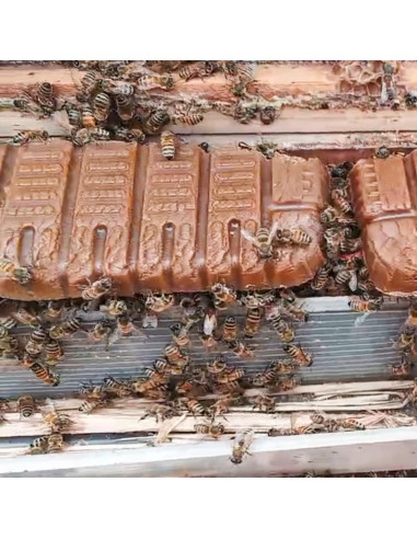 Tortas de Polen para Abejas Witbee 2.72kg Suplemento Apicultura