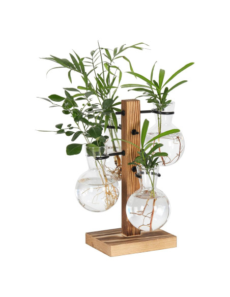 Kit de Terrarios de Plantas Hongsheng con 4 Jarrones de Vidrio Kit de Terrarios de Plantas Hongsheng con 4 Jarrones de Vidrio