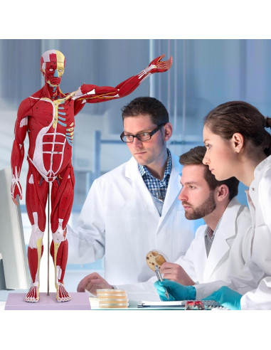 Modelo de Anatomía Humana de Músculos SOEPOTIX 27 Piezas 83.82 cm